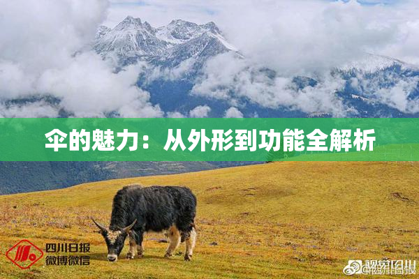 伞的魅力：从外形到功能全解析