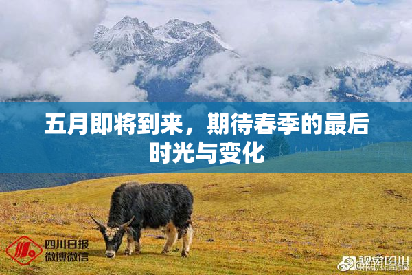 五月即将到来，期待春季的最后时光与变化