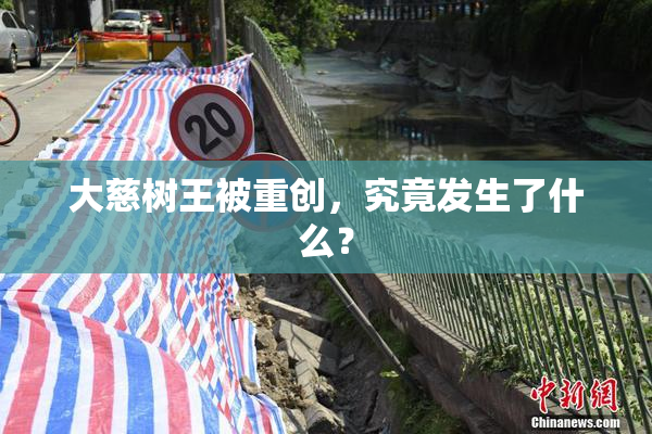 大慈树王被重创，究竟发生了什么？
