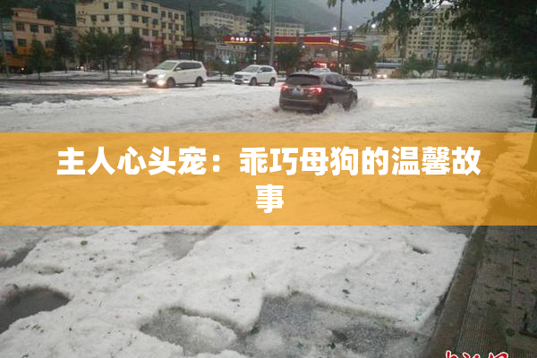 主人心头宠：乖巧母狗的温馨故事