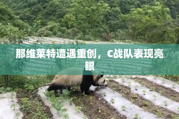 那维莱特遭遇重创，C战队表现亮眼
