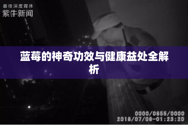 蓝莓的神奇功效与健康益处全解析