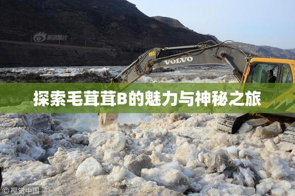 探索毛茸茸B的魅力与神秘之旅