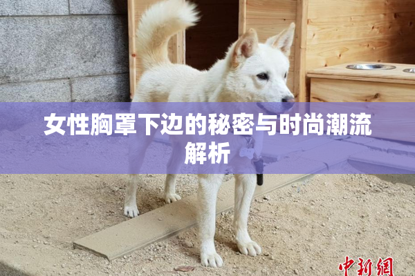 女性胸罩下边的秘密与时尚潮流解析