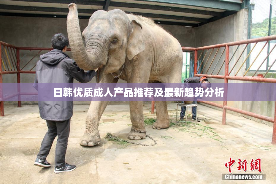 日韩优质成人产品推荐及最新趋势分析