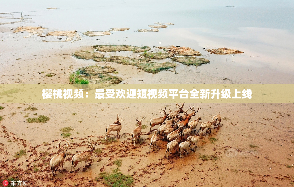樱桃视频：最受欢迎短视频平台全新升级上线