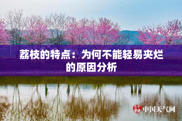 荔枝的特点：为何不能轻易夹烂的原因分析
