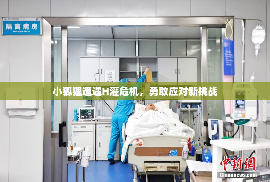 小狐狸遭遇H灌危机，勇敢应对新挑战