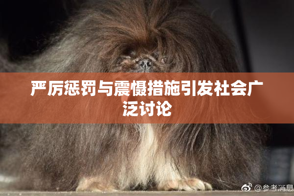严厉惩罚与震慑措施引发社会广泛讨论