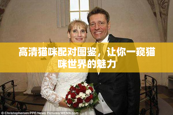 高清猫咪配对图鉴，让你一窥猫咪世界的魅力