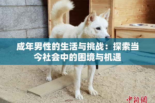 成年男性的生活与挑战：探索当今社会中的困境与机遇