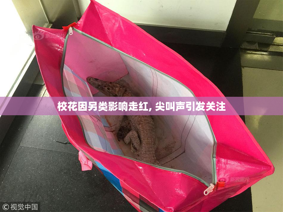 校花因另类影响走红, 尖叫声引发关注