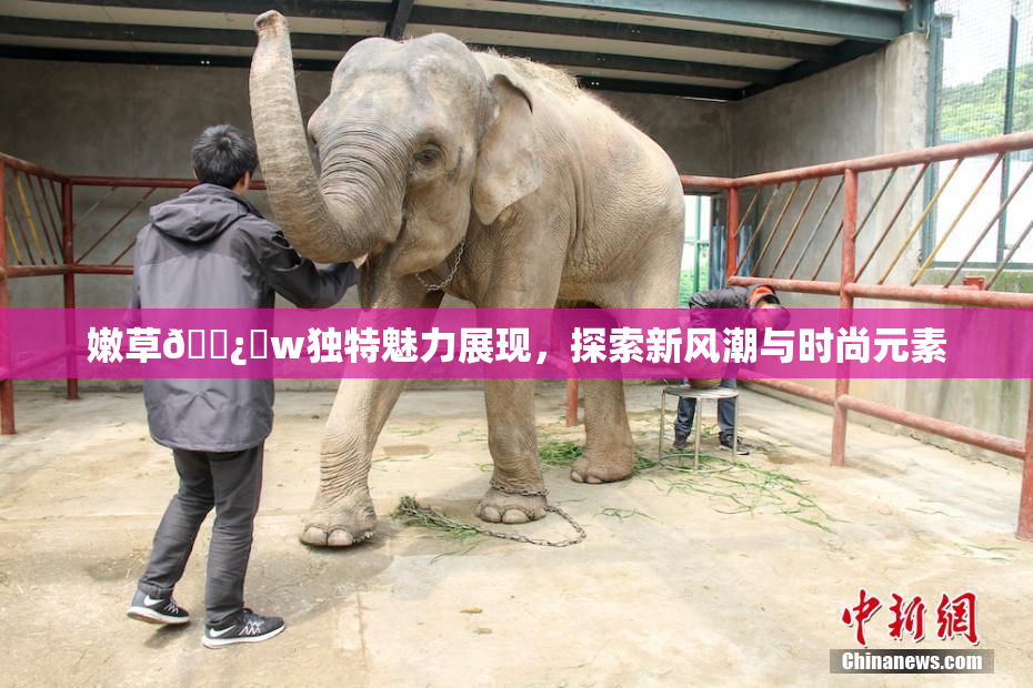 嫩草🌿‌w独特魅力展现，探索新风潮与时尚元素
