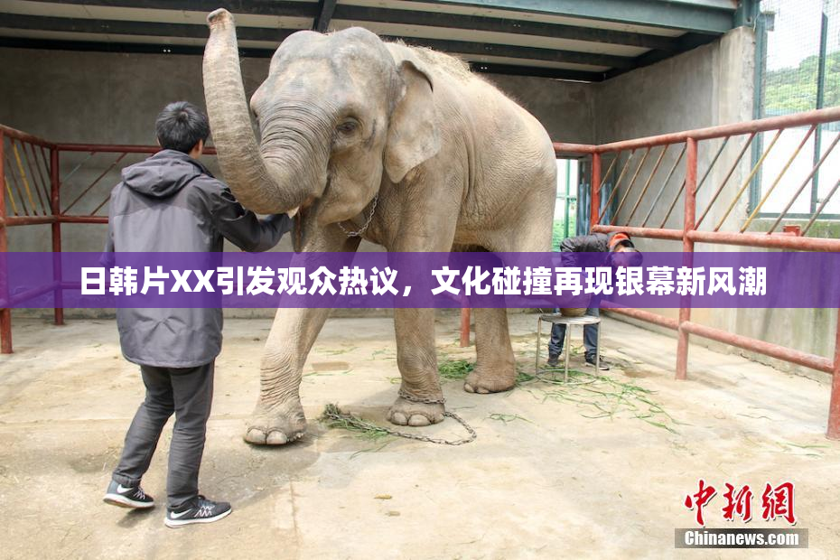 日韩片XX引发观众热议，文化碰撞再现银幕新风潮