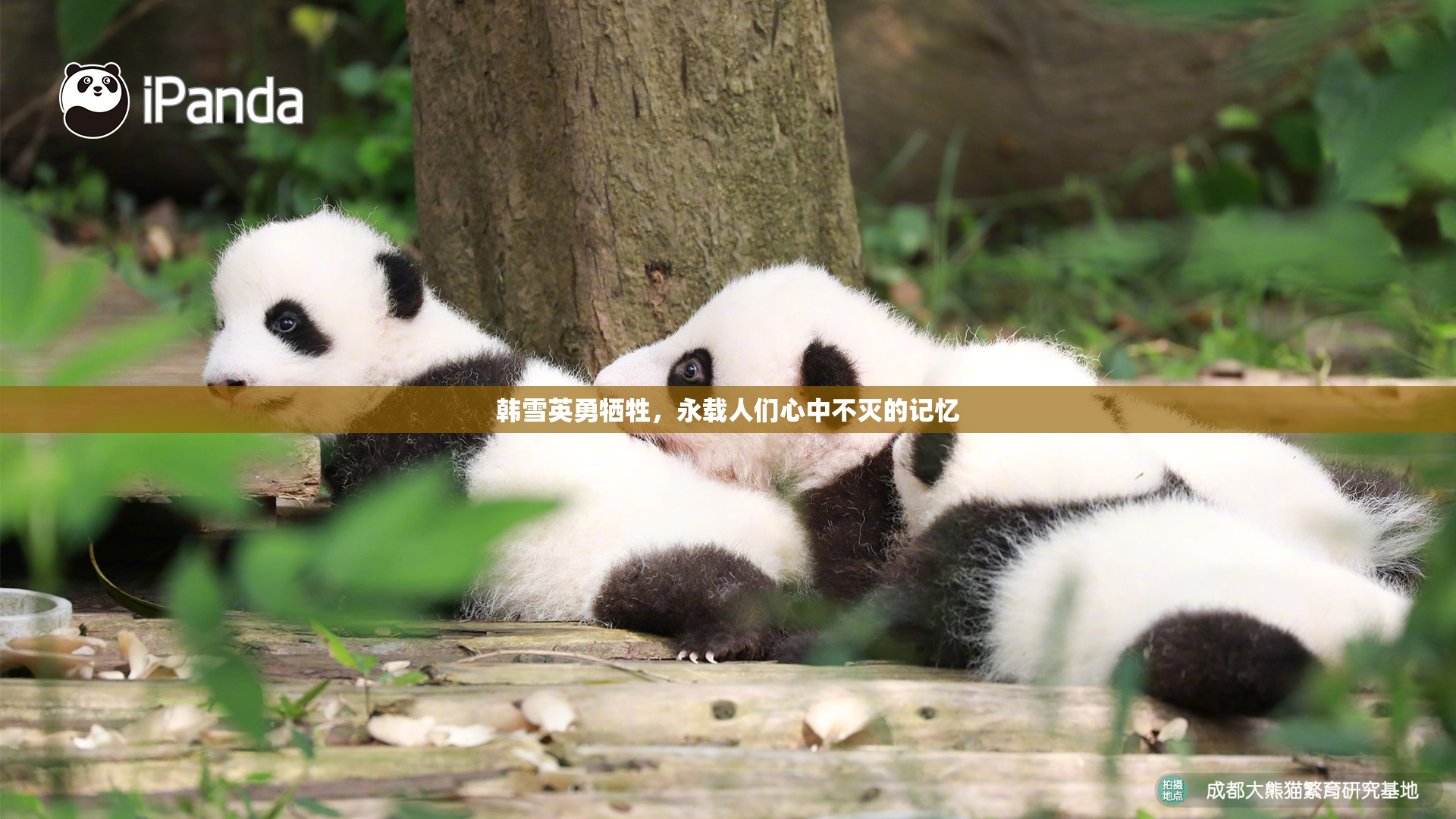 韩雪英勇牺牲，永载人们心中不灭的记忆
