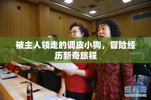 被主人领走的调皮小狗，冒险经历新奇旅程