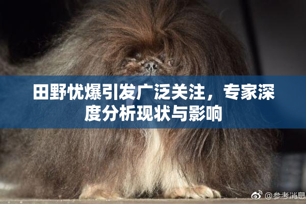 田野忧爆引发广泛关注，专家深度分析现状与影响