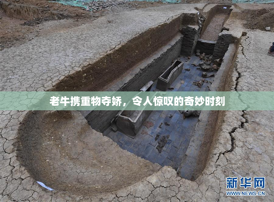 老牛携重物夺娇，令人惊叹的奇妙时刻