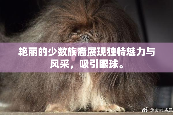 艳丽的少数族裔展现独特魅力与风采，吸引眼球。