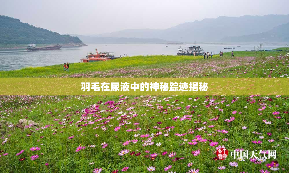 羽毛在尿液中的神秘踪迹揭秘