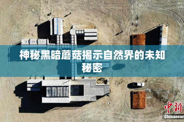 神秘黑暗蘑菇揭示自然界的未知秘密