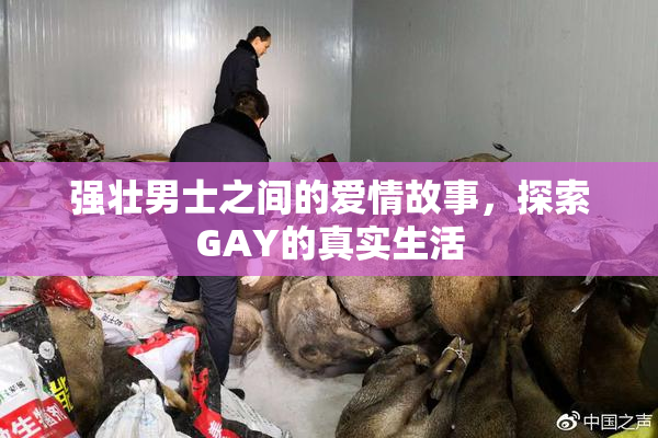 强壮男士之间的爱情故事，探索GAY的真实生活