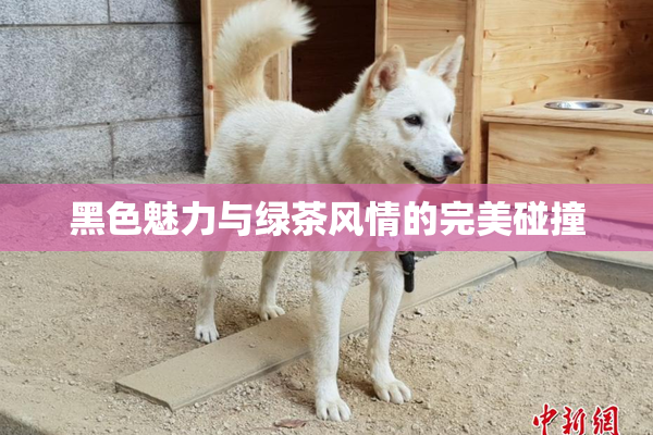 黑色魅力与绿茶风情的完美碰撞