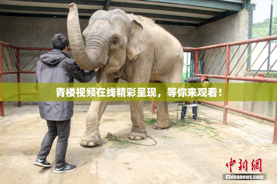 青楼视频在线精彩呈现，等你来观看！