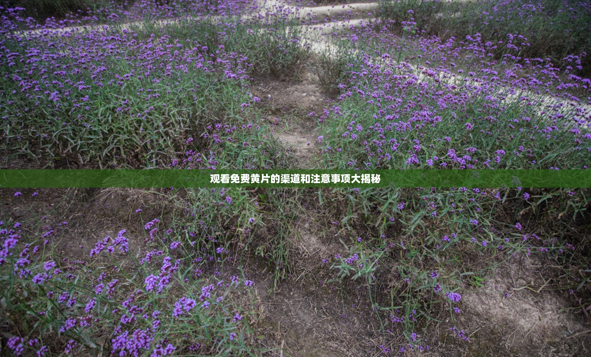 观看免费黄片的渠道和注意事项大揭秘