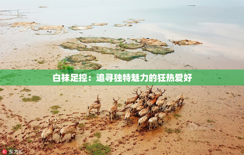 白袜足控：追寻独特魅力的狂热爱好