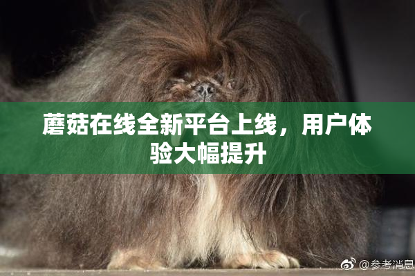 蘑菇在线全新平台上线，用户体验大幅提升