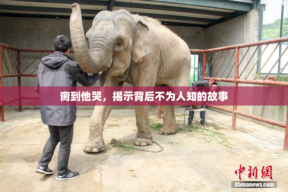脔到他哭，揭示背后不为人知的故事