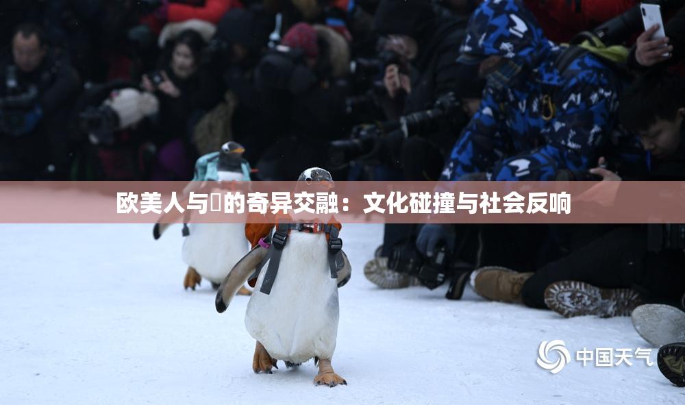 欧美人与嘼的奇异交融：文化碰撞与社会反响