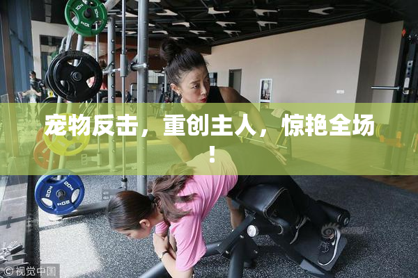 宠物反击，重创主人，惊艳全场！