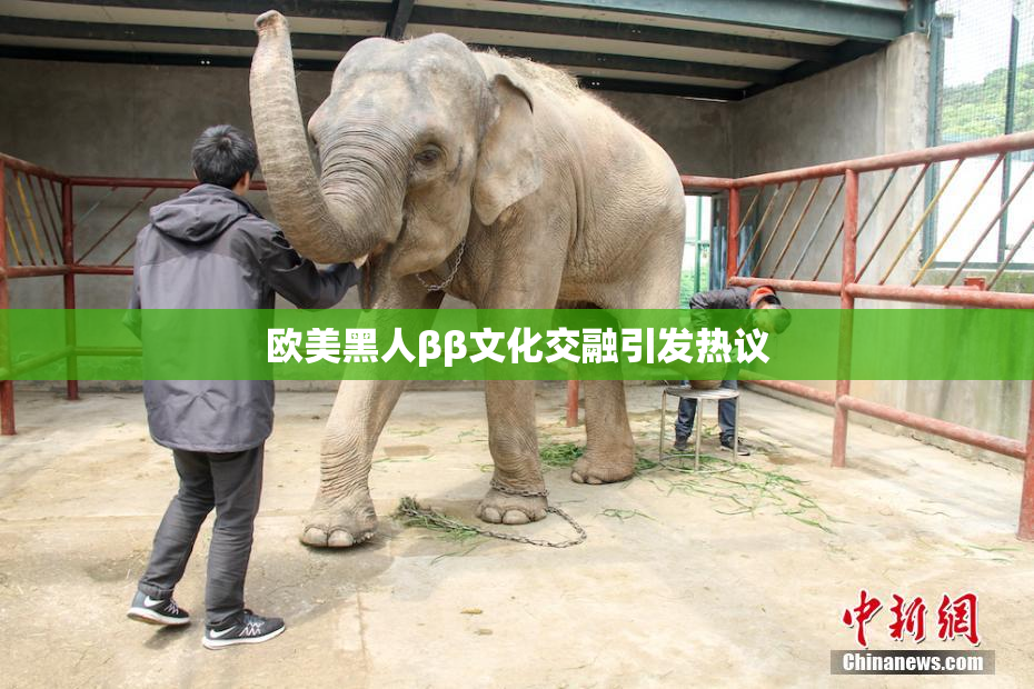 欧美黑人ββ文化交融引发热议