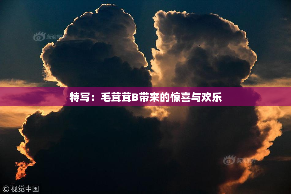 特写：毛茸茸B带来的惊喜与欢乐