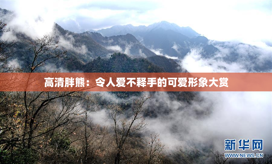 高清胖熊：令人爱不释手的可爱形象大赏
