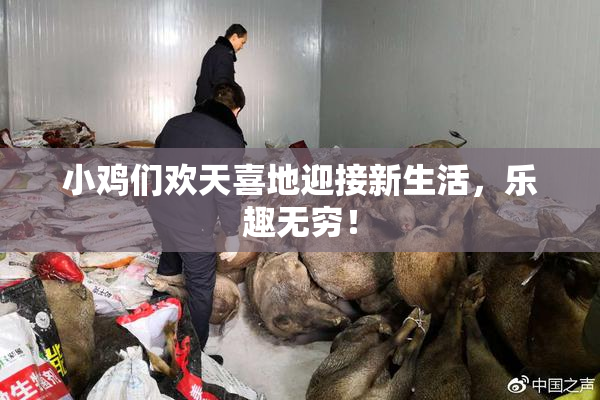 小鸡们欢天喜地迎接新生活，乐趣无穷！