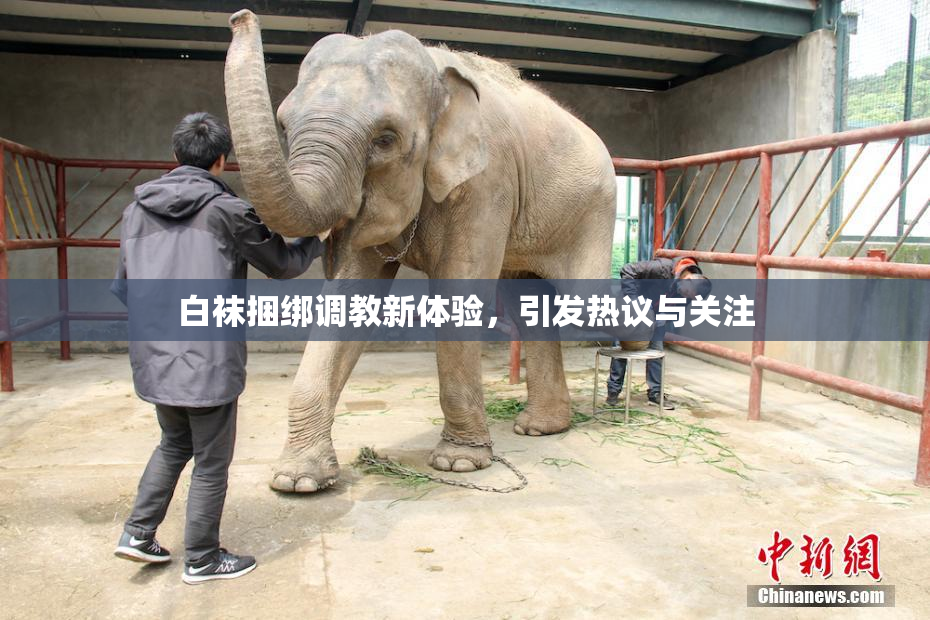 白袜捆绑调教新体验，引发热议与关注