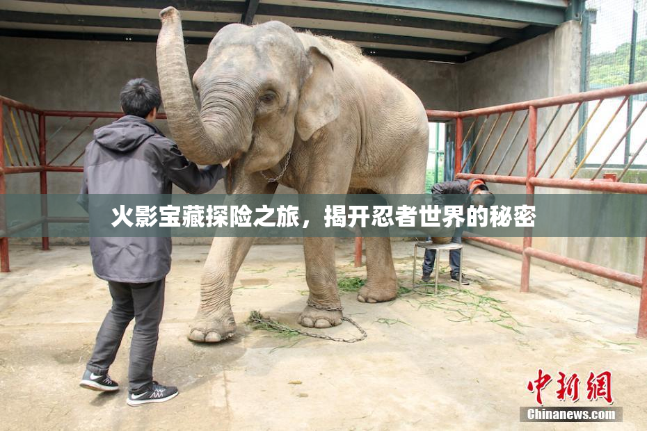 火影宝藏探险之旅，揭开忍者世界的秘密