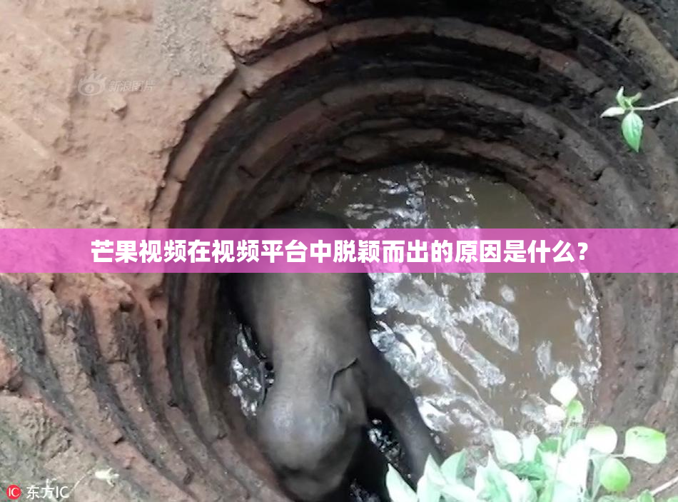 芒果视频在视频平台中脱颖而出的原因是什么？