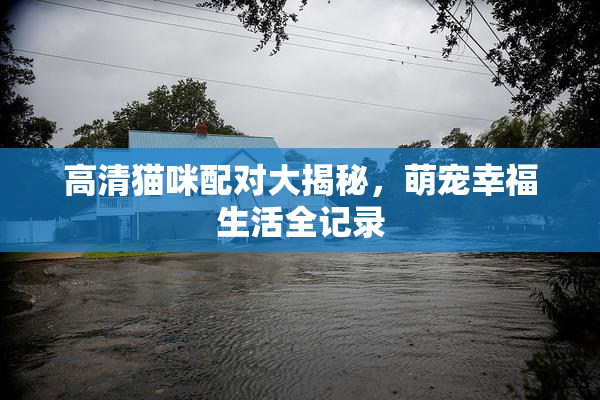 高清猫咪配对大揭秘，萌宠幸福生活全记录