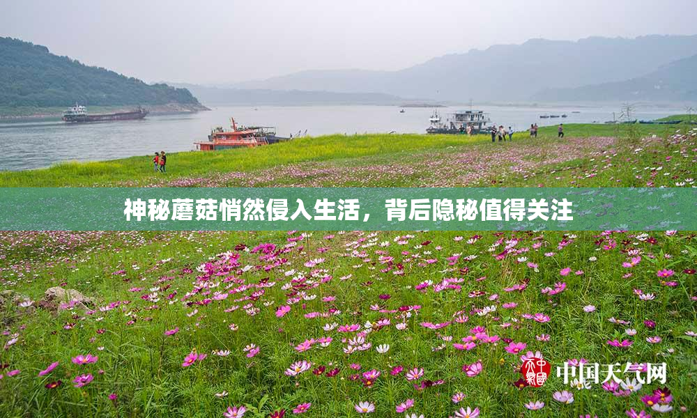 神秘蘑菇悄然侵入生活，背后隐秘值得关注