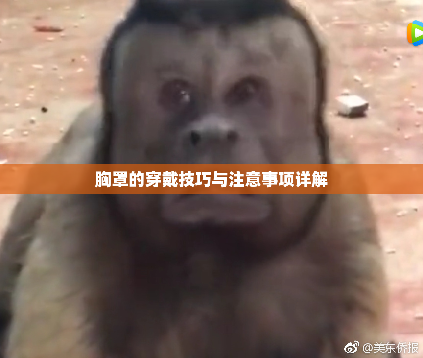 胸罩的穿戴技巧与注意事项详解