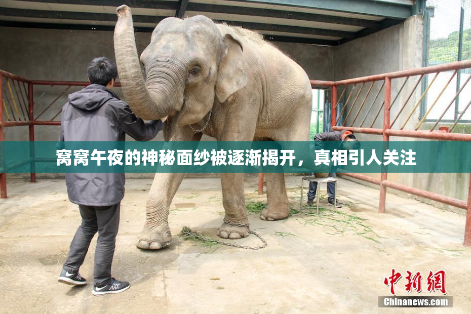 窝窝午夜的神秘面纱被逐渐揭开，真相引人关注
