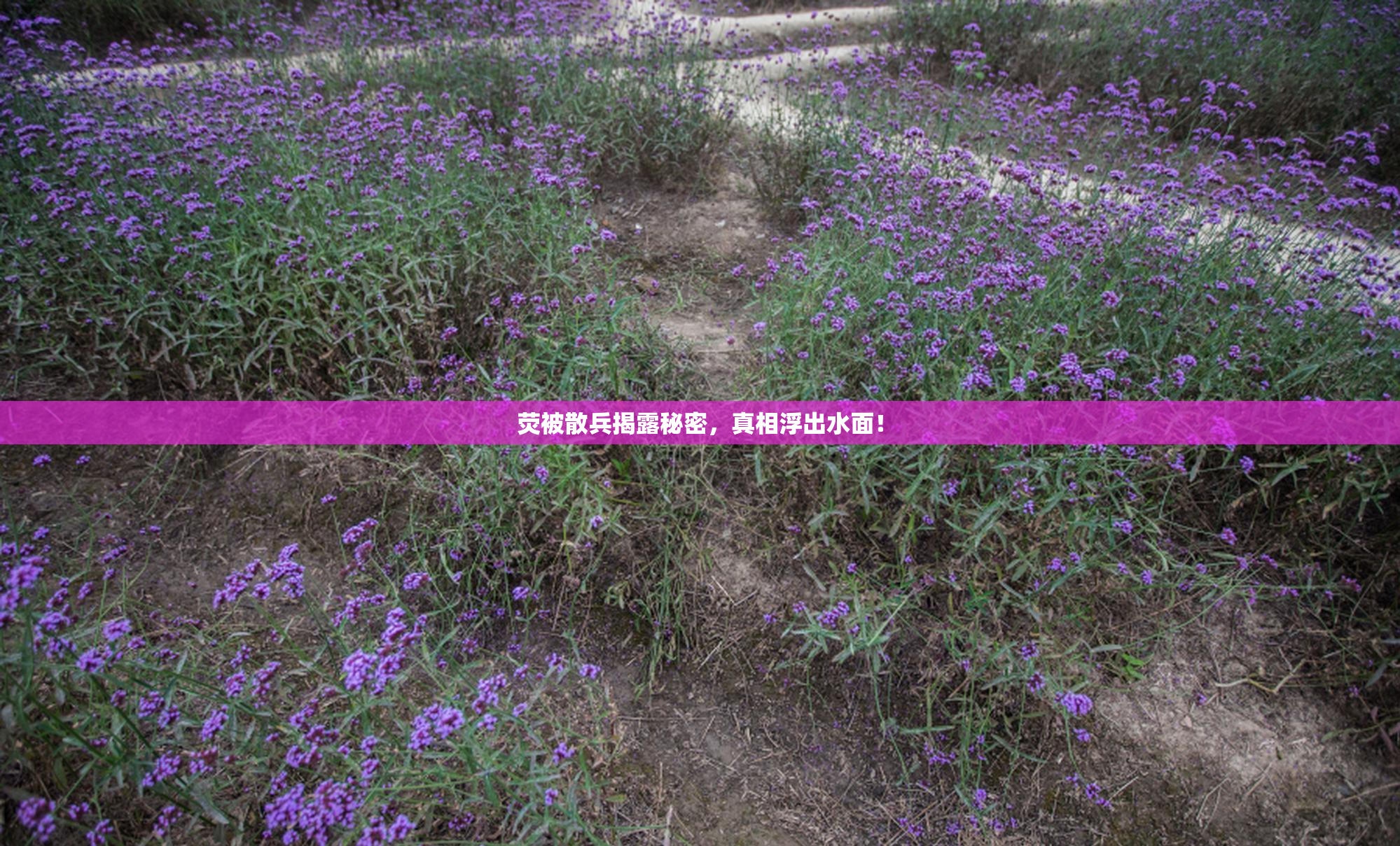 荧被散兵揭露秘密，真相浮出水面！
