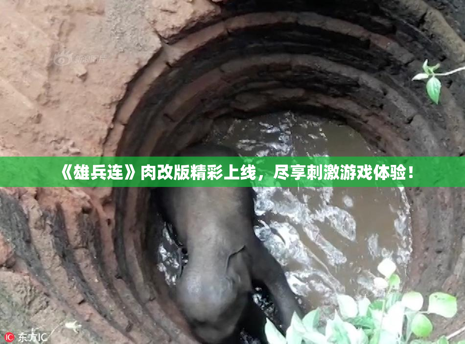 《雄兵连》肉改版精彩上线，尽享刺激游戏体验！