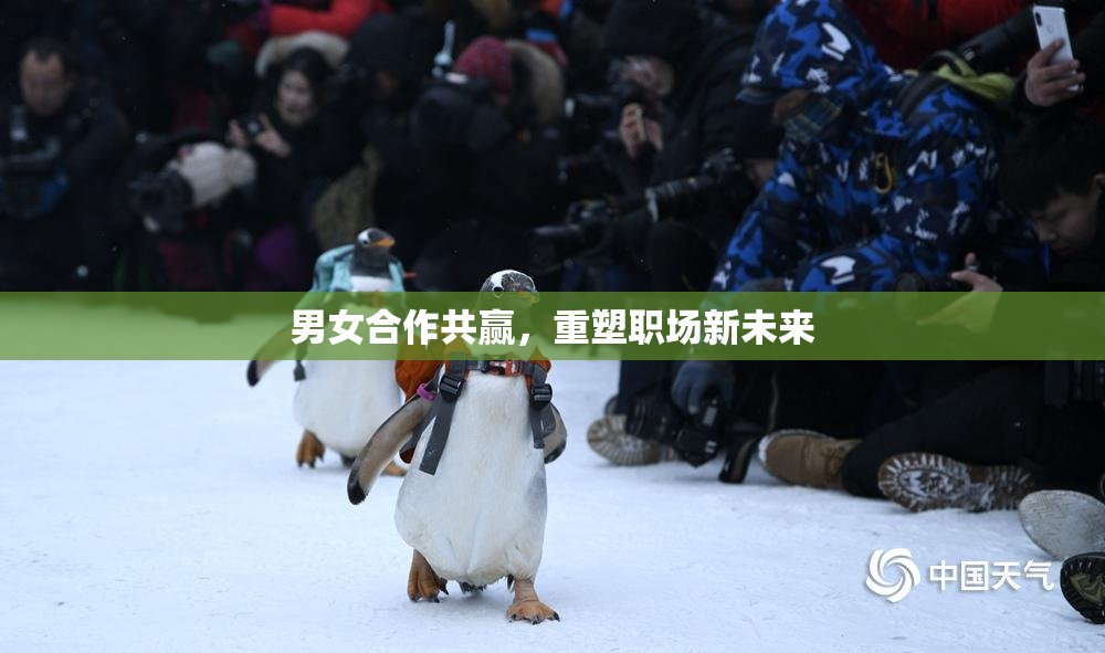 男女合作共赢，重塑职场新未来