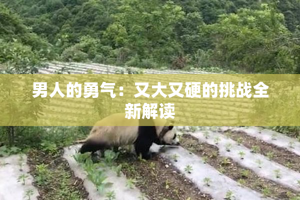 男人的勇气：又大又硬的挑战全新解读