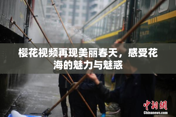樱花视频再现美丽春天，感受花海的魅力与魅惑